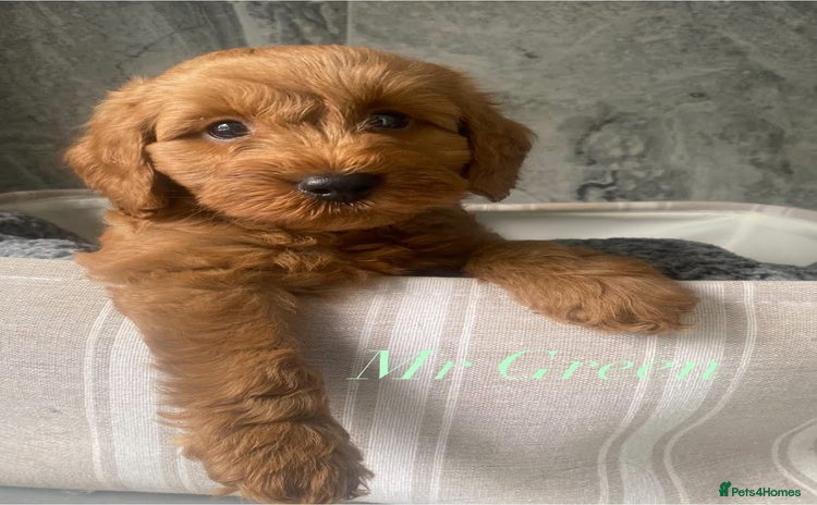 Cavapoo dogs - Advert 9