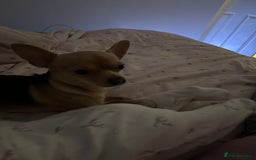 Chihuahua dogs for sale: 3 year old chihuahua  - Image 2