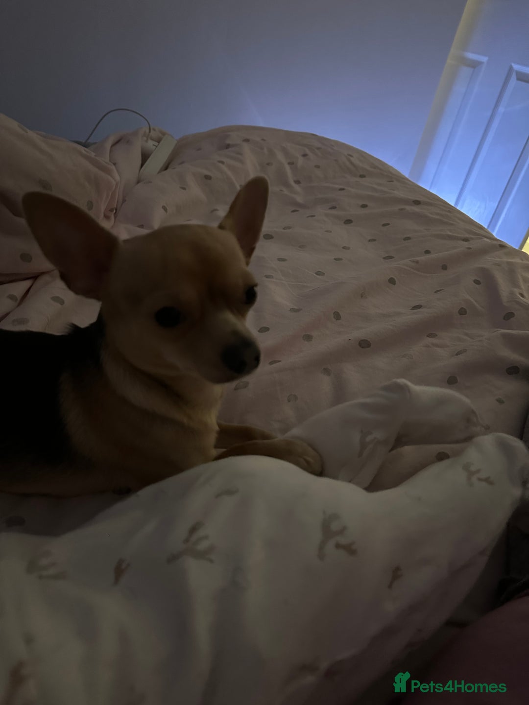 Chihuahua dogs for sale: 3 year old chihuahua  - Image 2