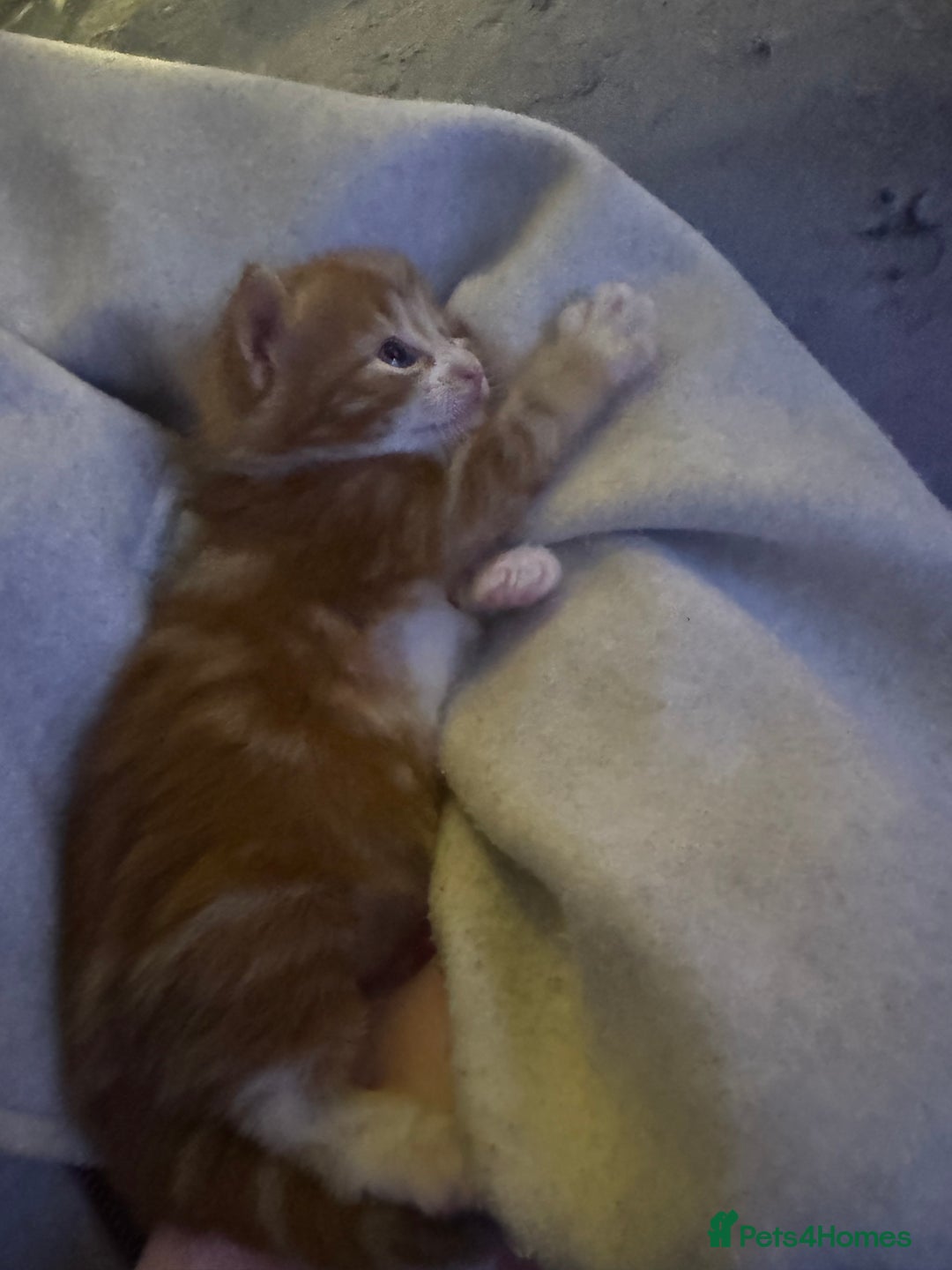 Mixed Breed cats for sale: Beautiful Male kitten  - Advert 6