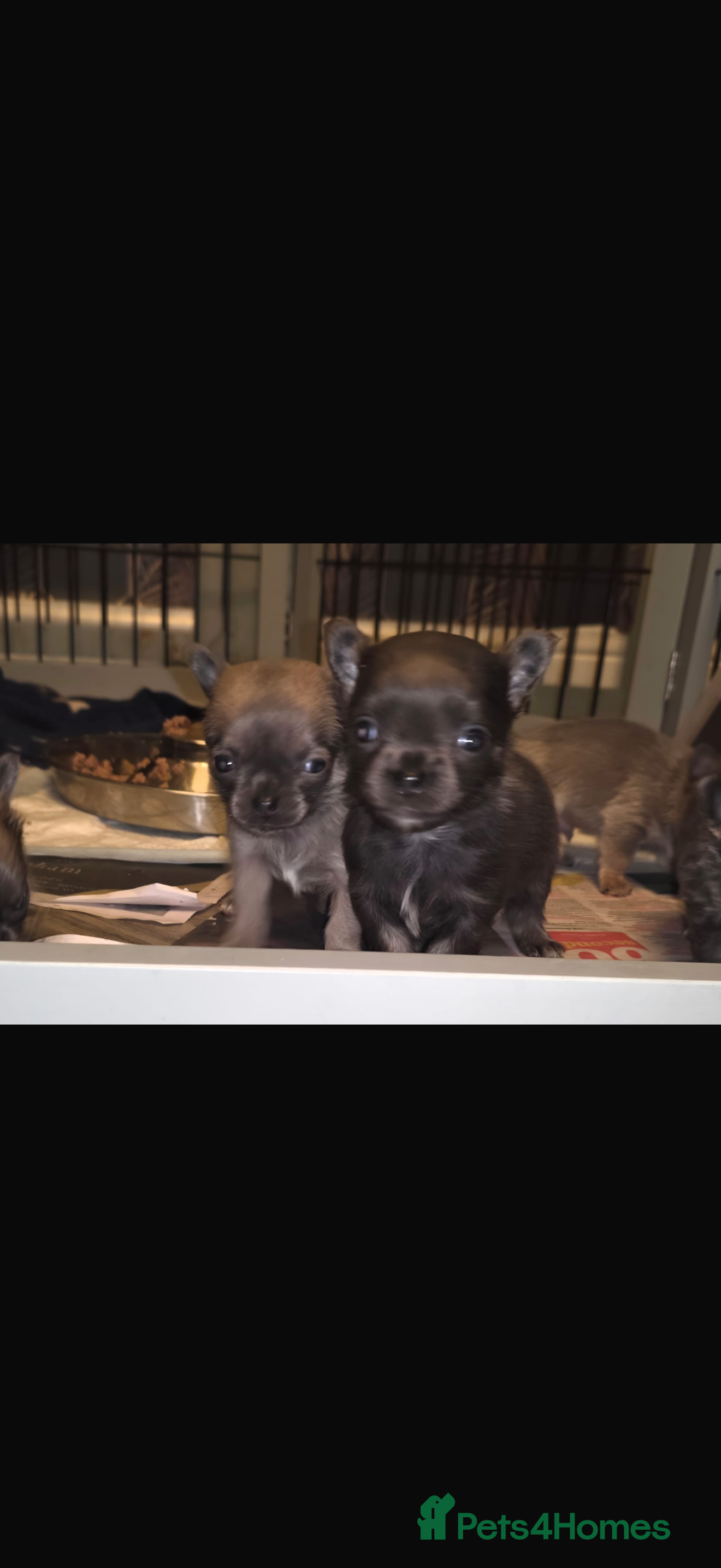 Chihuahua dogs Cheeky chihuahuas  - Advert 14