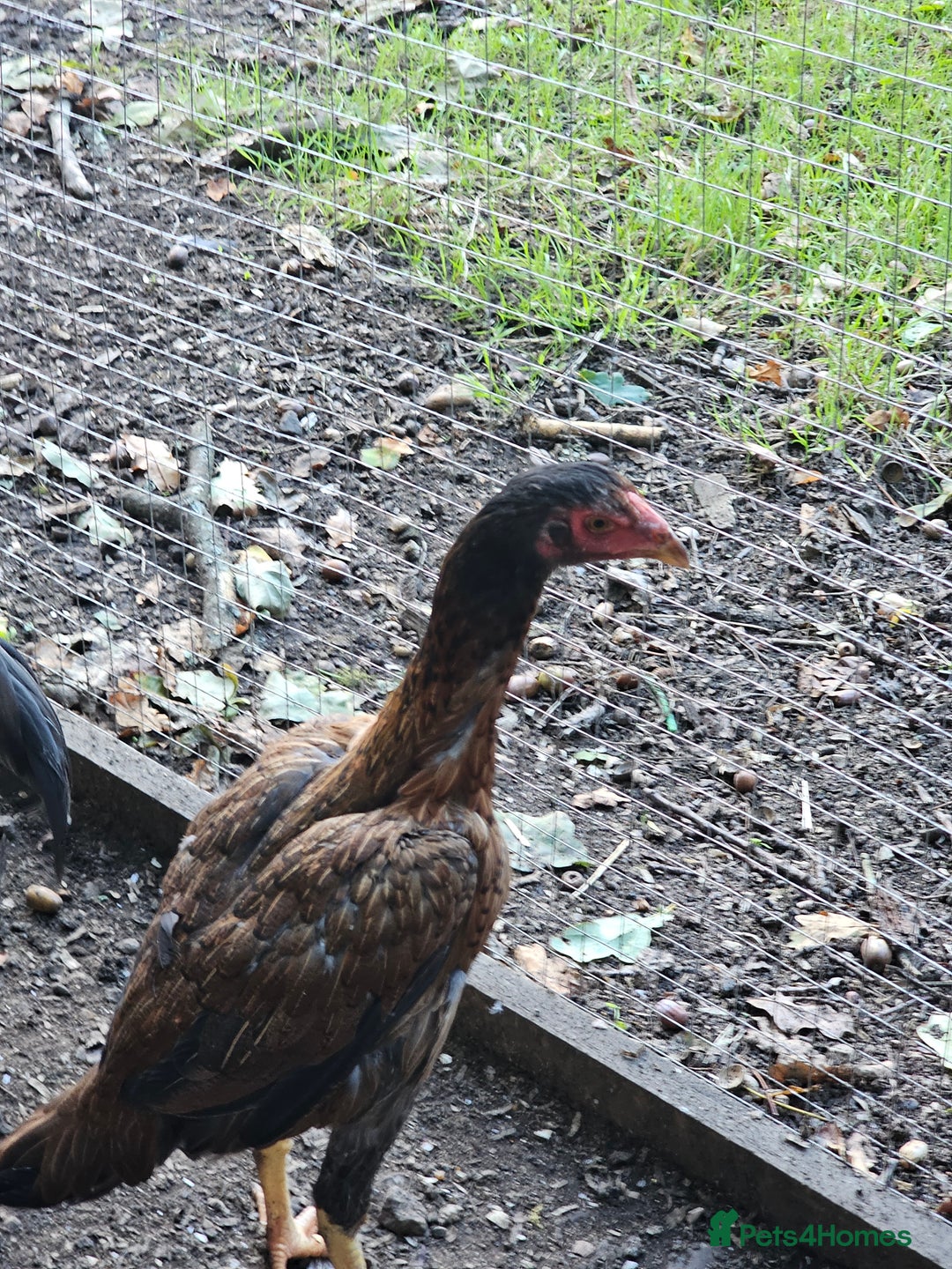 Chickens poultry for sale: Shamo Brazilian stag 5 months and Turkish hints - Image 8