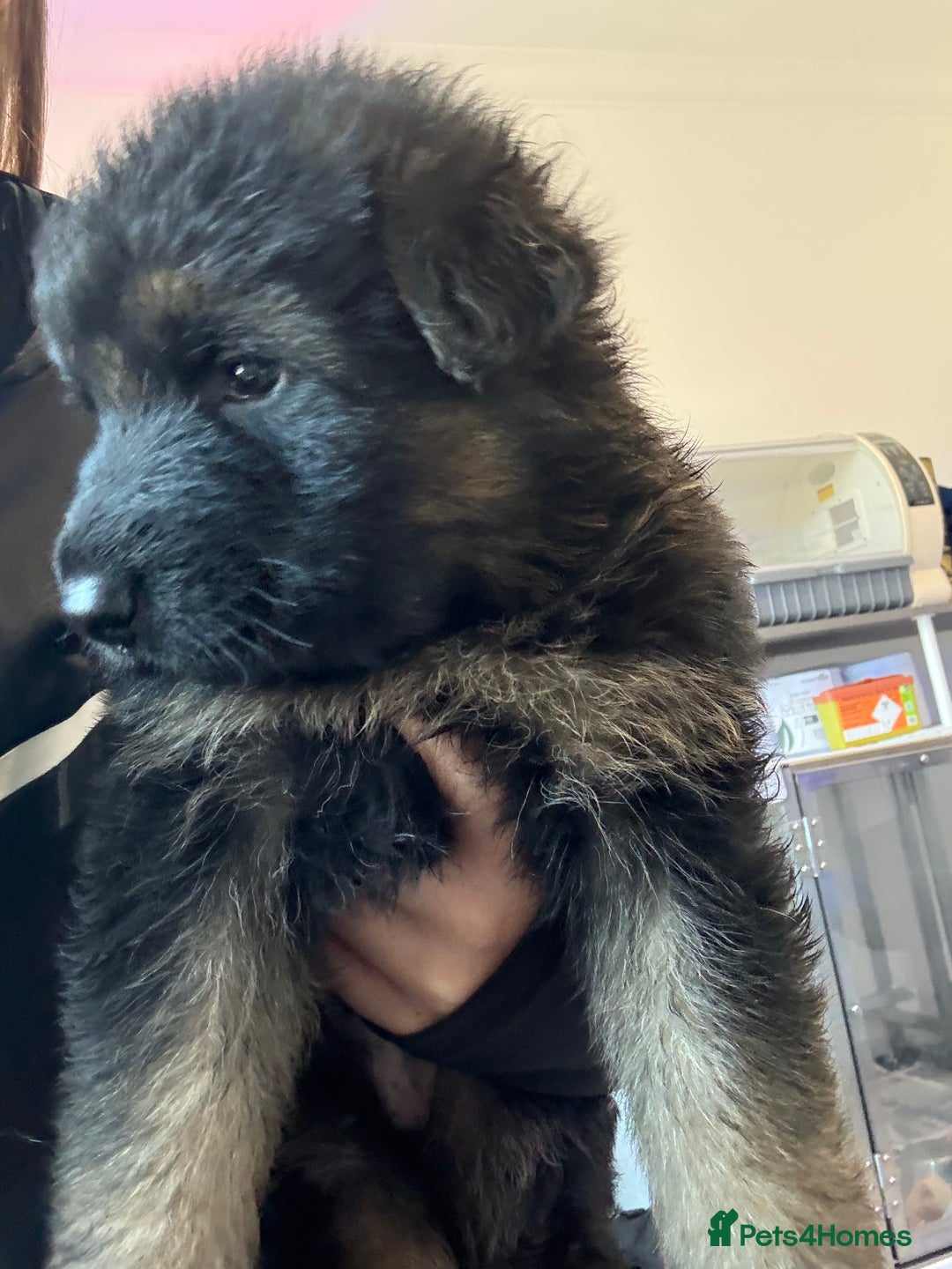 German Shepherd dogs for sale: KC GSD long coat.  Fantastic bloodlines.  - Advert 14