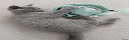 British Shorthair cats for sale: Female british shorthair kitten - Advert 6