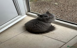 British Longhair cats for sale: British long hair female - Image 2