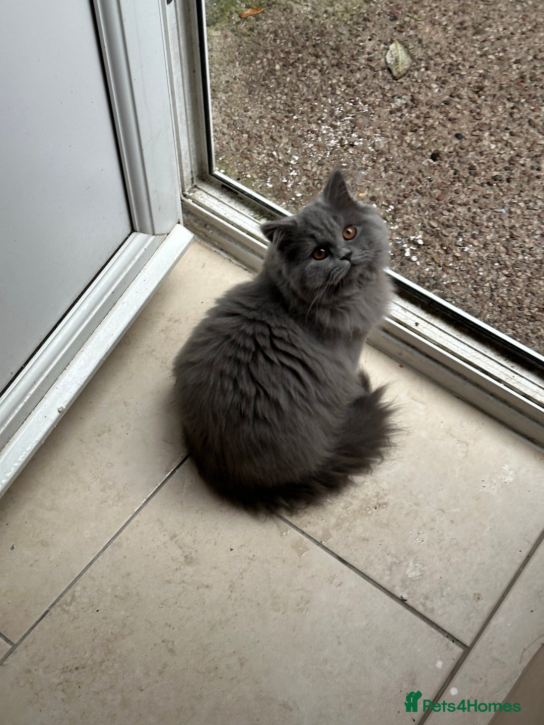 British Longhair cats for sale: British long hair female - Image 2