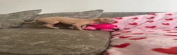 Italian Greyhound dogs for sale: KC registered Italian greyhound puppies for sale - Advert 24