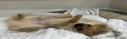 Pomeranian dogs for sale: Last male Pomeranian puppy - Advert 7