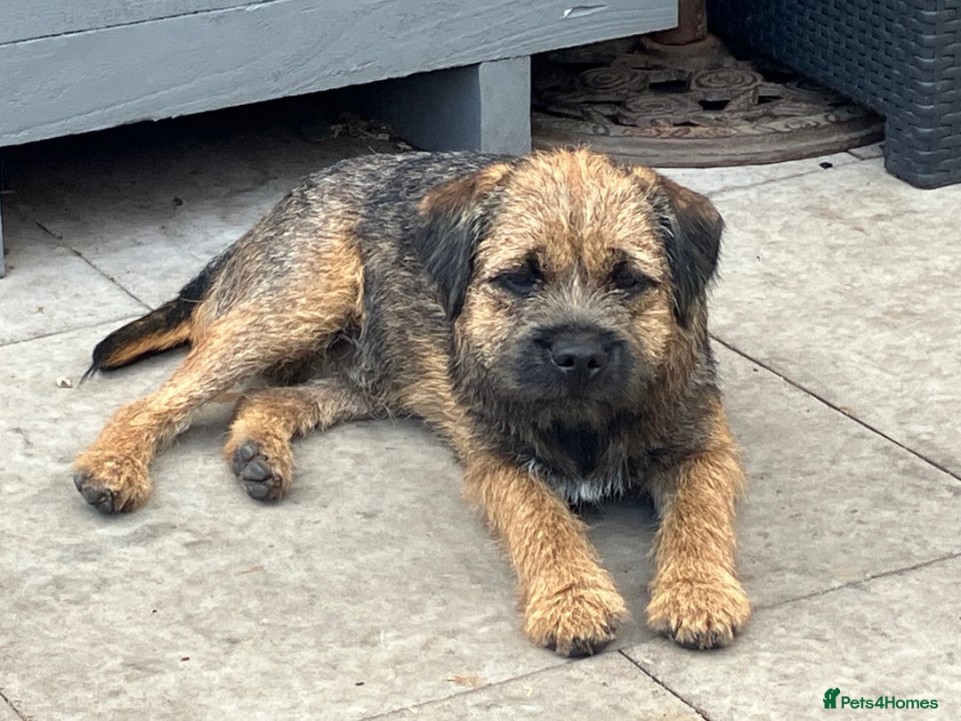 Border Terrier dogs for stud: KC Border Terrier For Stud in Walsall - Image 1