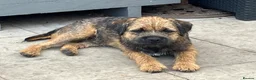 Border Terrier dogs for stud: KC Border Terrier For Stud in Walsall - Advert 1