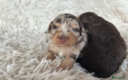 Cavapoo dogs for sale: Stunning Cavapoo puppies  - Image 7
