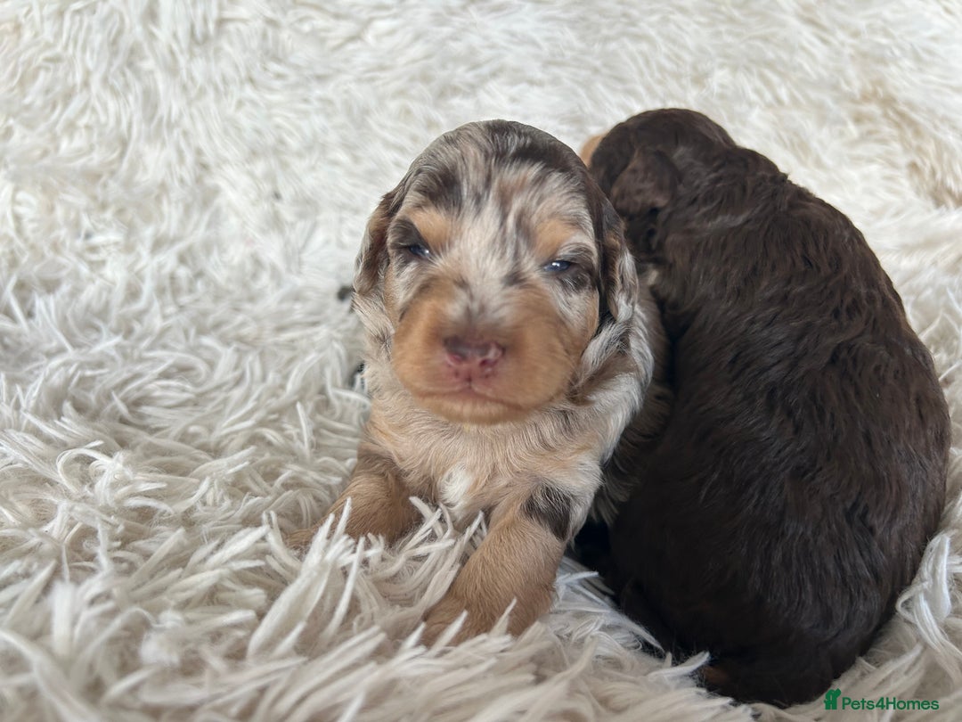 Cavapoo dogs for sale: Stunning Cavapoo puppies  - Image 7