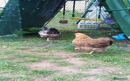 Chickens poultry for sale: 2 Batam Chickens & Coop - Image 2