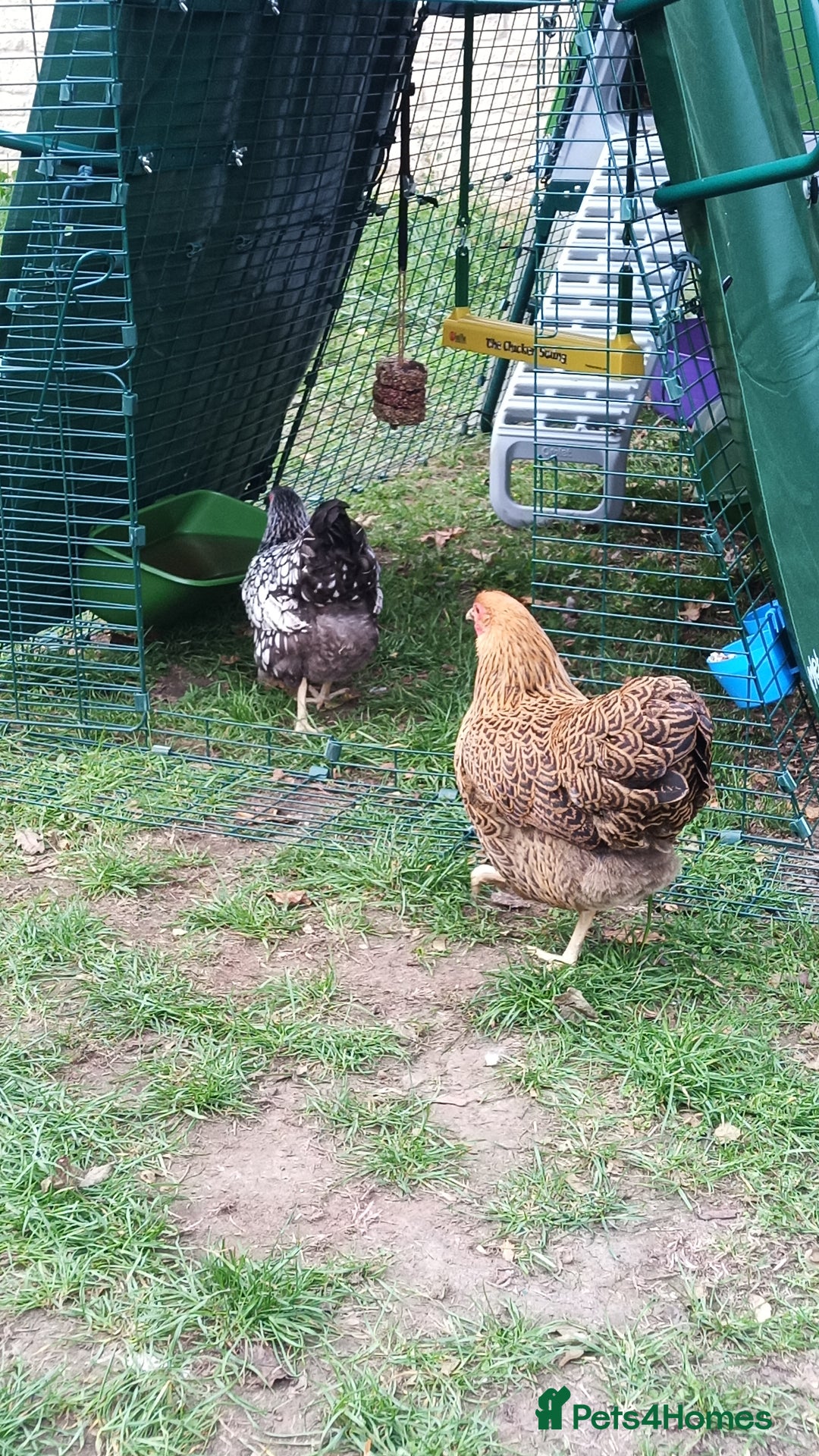 Chickens poultry for sale: 2 Batam Chickens & Coop - Image 2