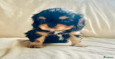 Cavalier King Charles Spaniel dogs  KC, Health Tested, Ready 26th or later if needed  - Advert 11