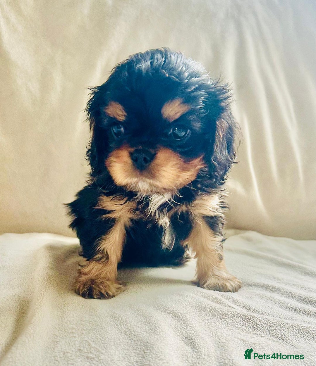 Cavalier King Charles Spaniel dogs for sale:  KC, Health Tested, ready to leave now  - Advert 4