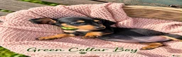 Miniature Dachshund dogs for sale: Miniature Dachshund Boys and Girl - Advert 6