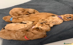 Cavapoo dogs for sale: 6 Beautiful Toy Cavapoo Girls  - Image 26