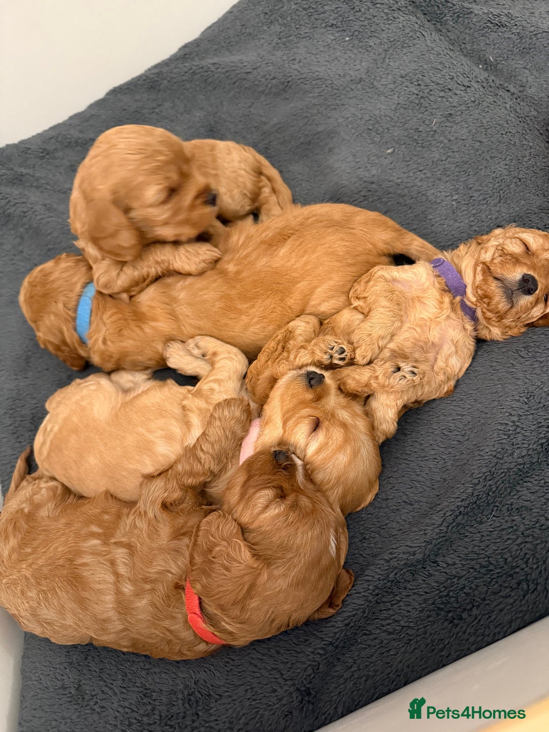 Cavapoo dogs for sale: 6 Beautiful Toy Cavapoo Girls  - Image 26