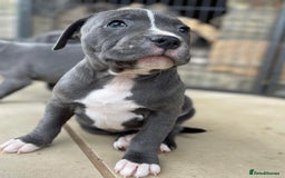 Staffordshire Bull Terrier dogs for sale: Perfect Pure Staffordshire Bull Terrier Puppies - Image 11