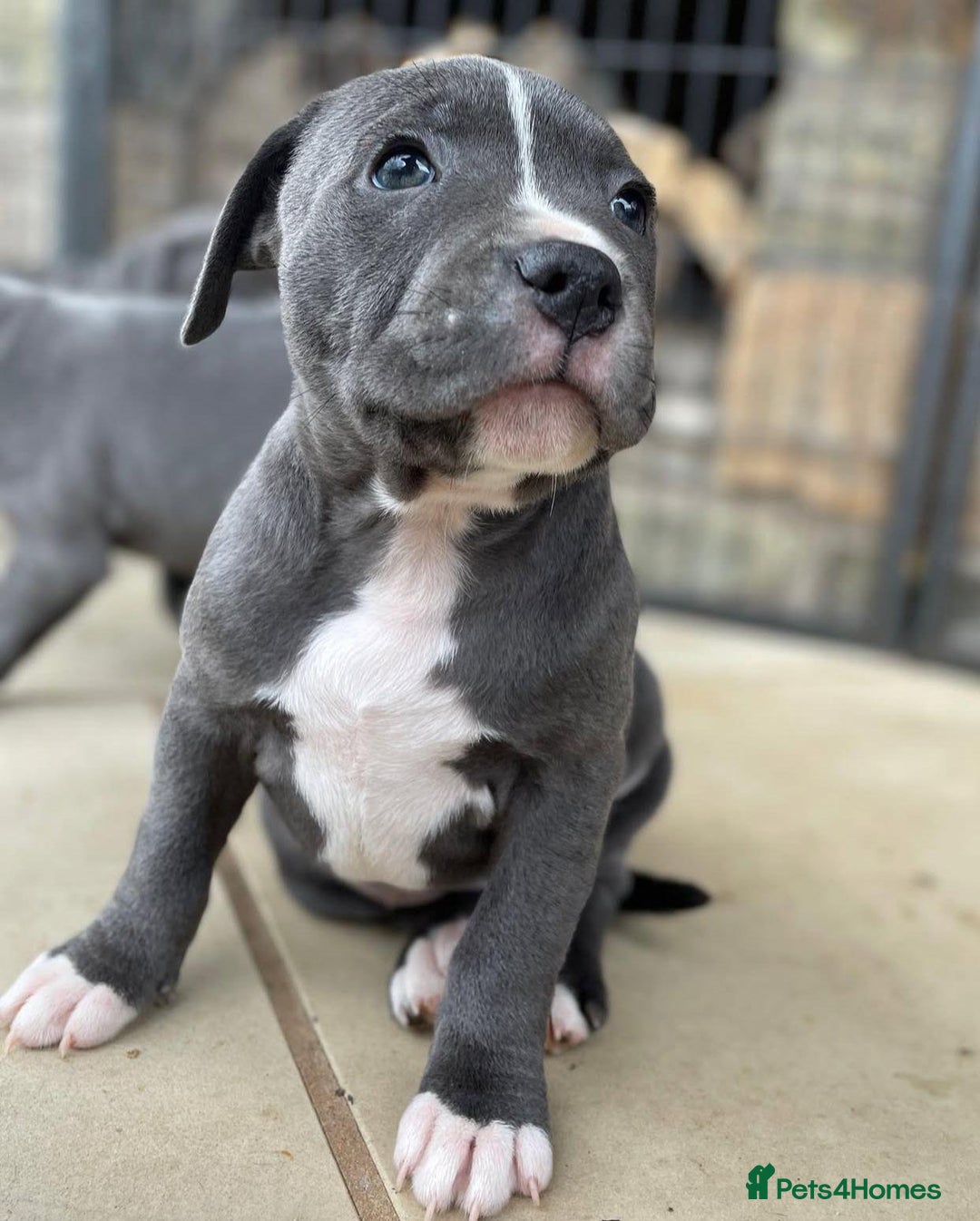 Staffordshire Bull Terrier dogs for sale: Perfect Pure Staffordshire Bull Terrier Puppies - Image 11