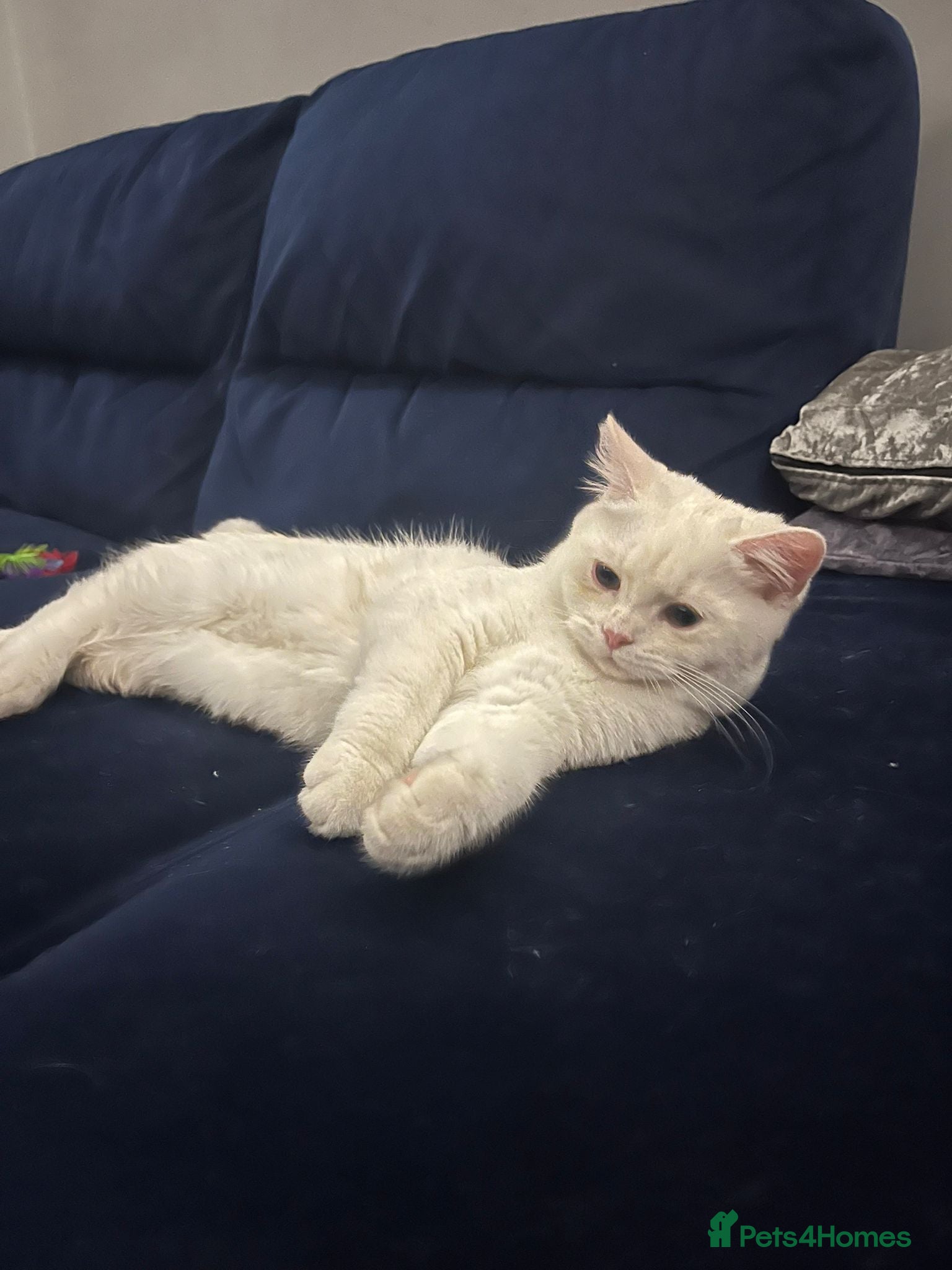 British Shorthair cats Beautiful British shorthair kittens. - Advert 11