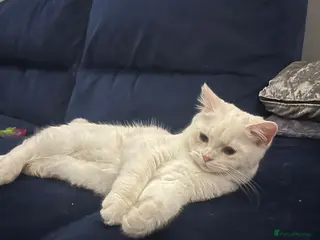 British Shorthair cats Beautiful British shorthair kittens. - Advert 11