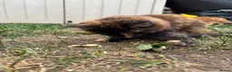 Maine Coon cats for sale: 2 girls remaining, stunning colours - Advert 9
