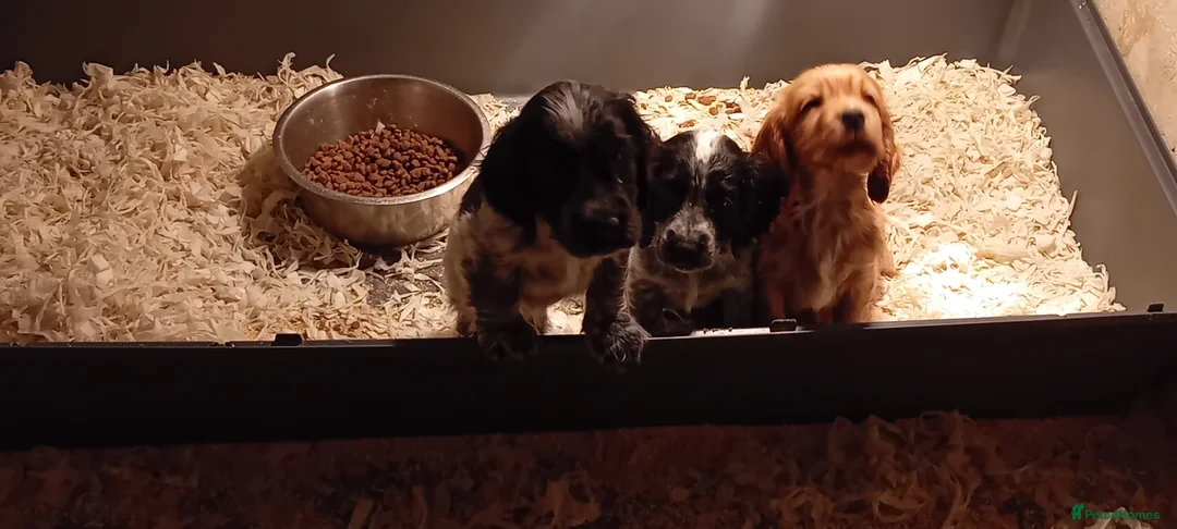 Cocker Spaniel dogs for sale: Cocker Spaniel pups  - Advert 4