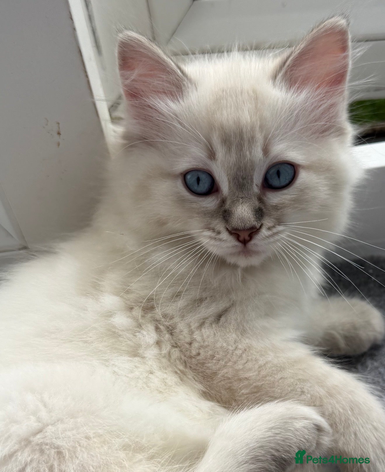 Ragdoll cats READY FOR NEW HOME NOW Chunky Ragdoll  Kittens   - Advert 2