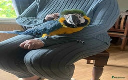 Macaws birds for sale: Blue&gold macaw for sale - Image 1