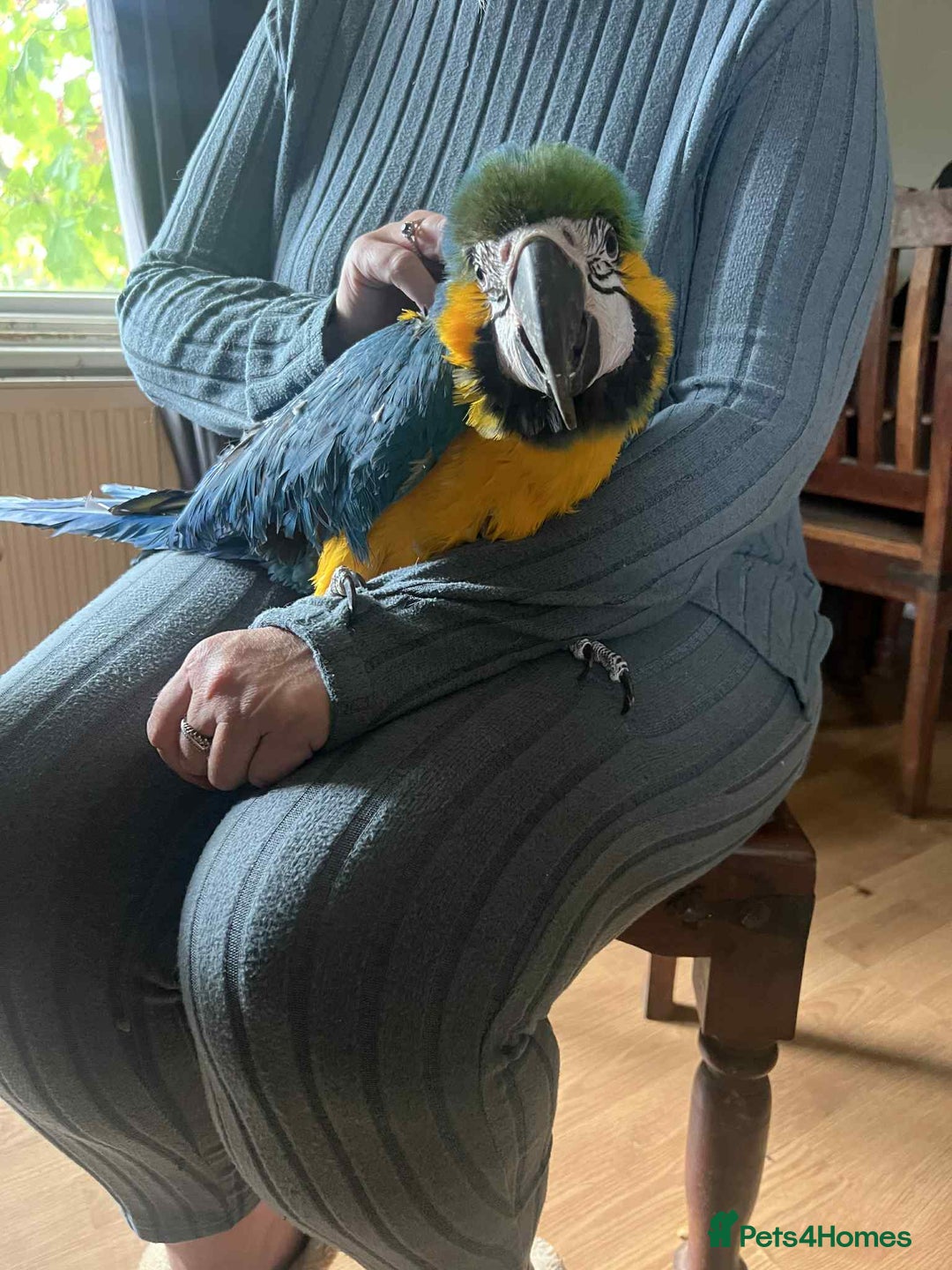 Macaws birds for sale: Blue&gold macaw for sale - Image 1