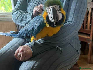 Macaws birds - Advert 2