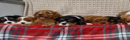 Cavalier King Charles Spaniel dogs for sale: STUNNING CAVALIER KING CHARLES PUPPIES  - Advert 11