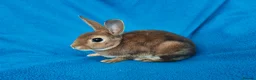Rex rabbits for sale: Mini rex rabbits - Advert 5