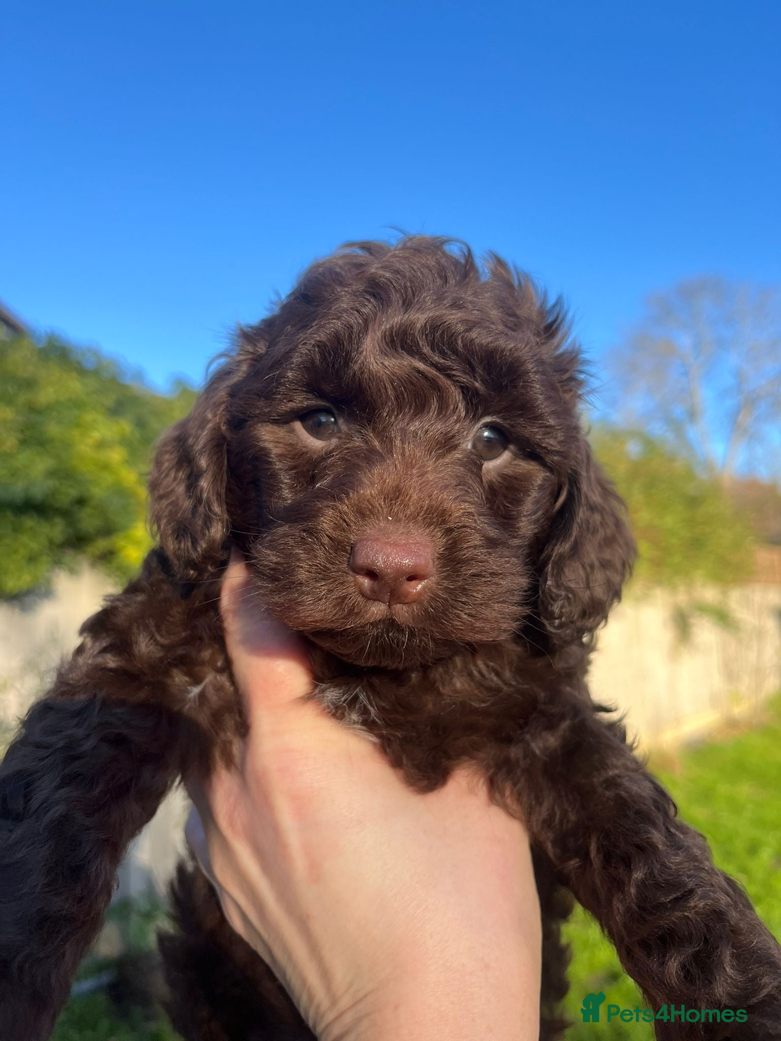 Sproodle dogs Beautiful Sproodle Babies - Advert 8