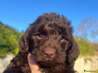 Sproodle dogs Beautiful Sproodle Babies - Advert 11