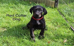 Mixed Breed dogs for sale: VISZLAMANS (viszla x Doberman) - Image 9