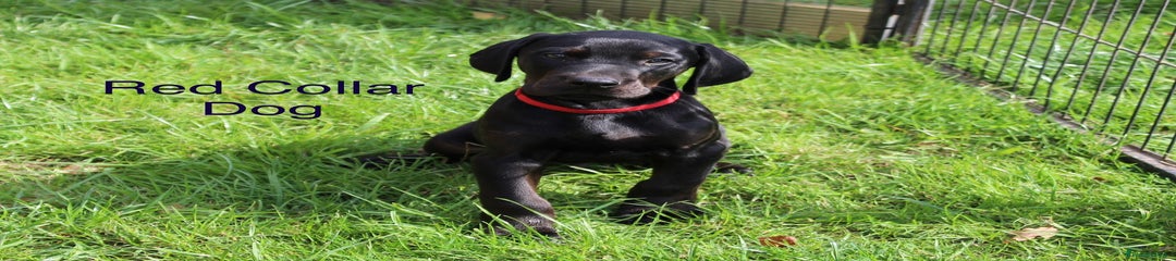 Mixed Breed Puppy 4