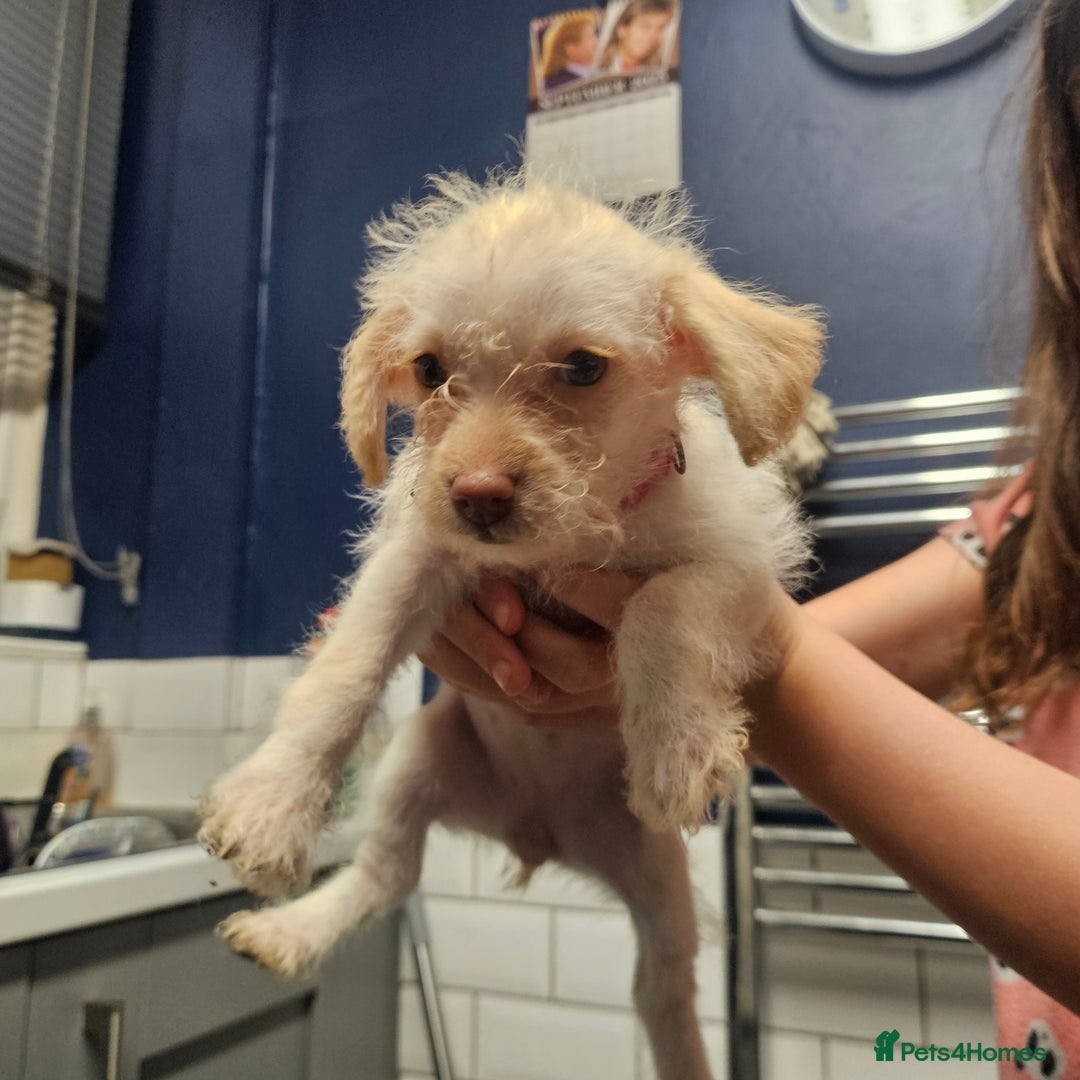 Mixed Breed dogs for sale: Crestepoo puppies  - Image 3