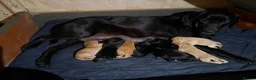 Mixed Breed dogs for sale: Cavador puppies 8weeks old  - Advert 1