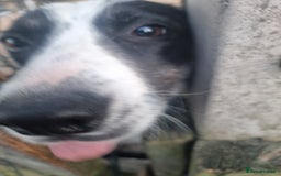 Border Collie dogs for sale: Border collie pups available  - Image 13