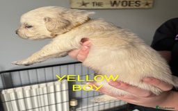 Golden Retriever dogs for sale: Quality KC golden retriever puppies  - Image 18