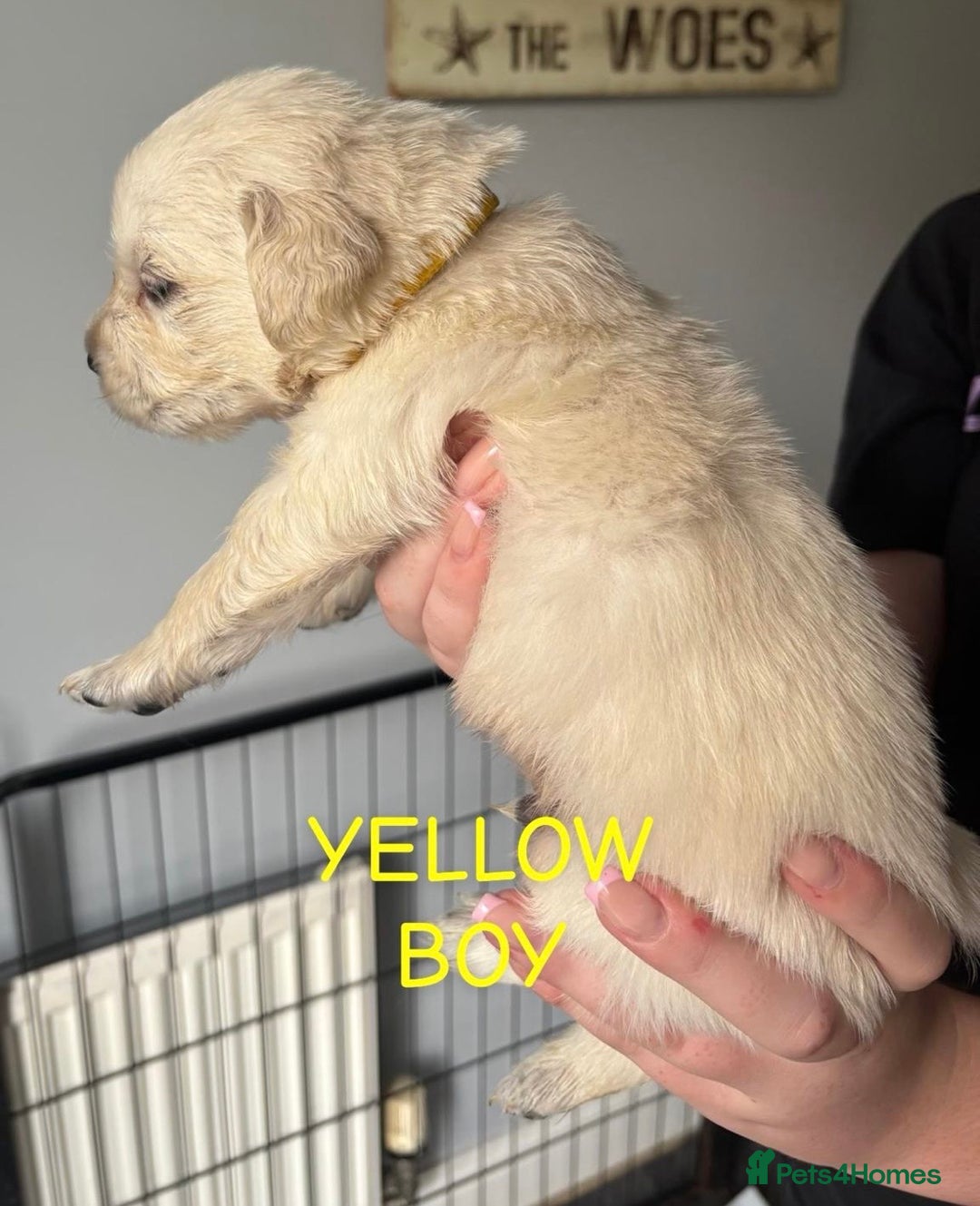 Golden Retriever dogs for sale: Quality KC golden retriever puppies  - Image 18