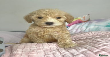 Cockapoo dogs - Advert 11