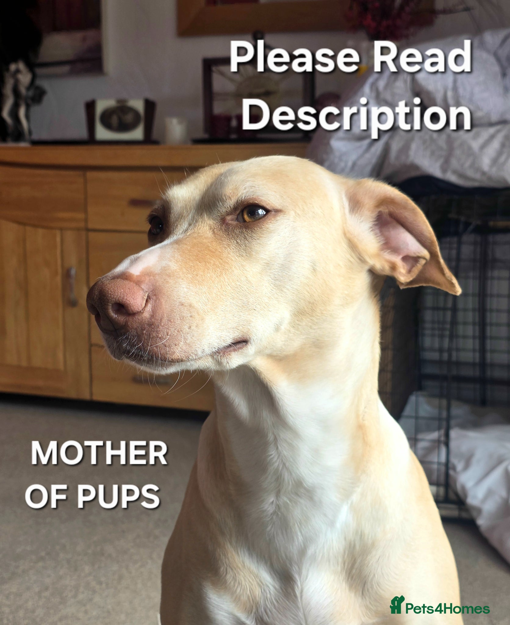 Mixed Breed dogs EUROHOUND / SIBERIAN HUSKY CROSS PUPPIES - Advert 1