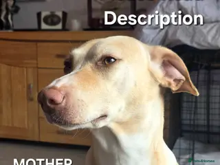 Mixed Breed dogs EUROHOUND / SIBERIAN HUSKY CROSS PUPPIES - Advert 1