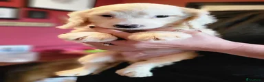 Cockapoo 4