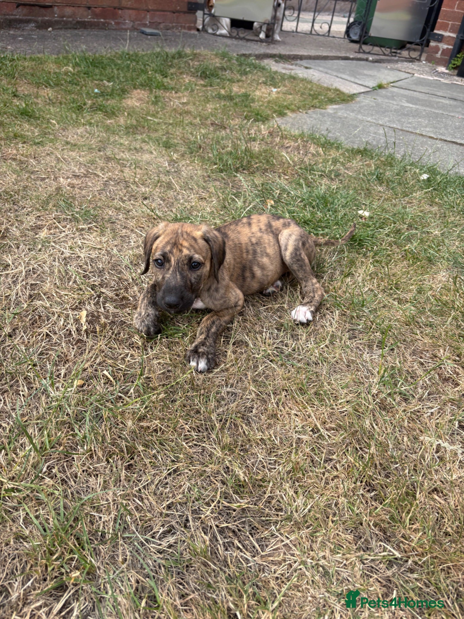 Mixed Breed dogs Missy - Advert 1