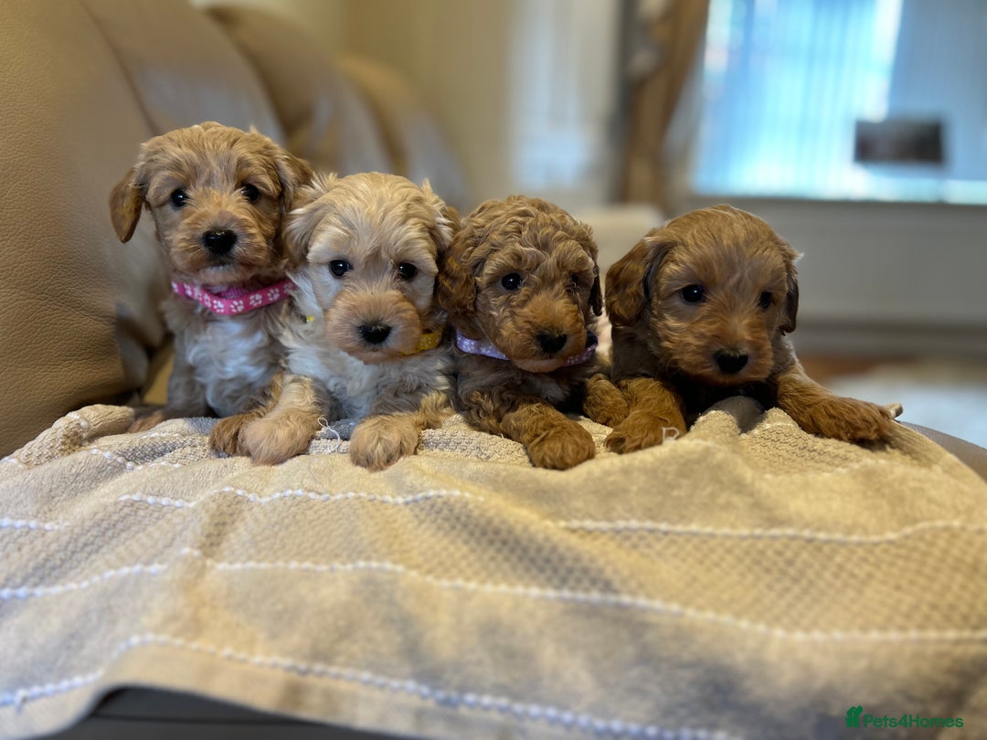 Maltipoo dogs for sale: Quality Maltipo’s wanting forever homes  - Image 8